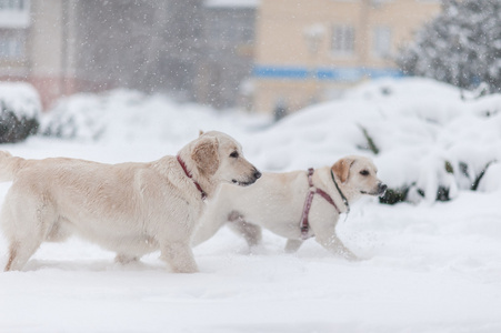 狗在雪地上玩