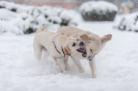 狗在雪地上玩