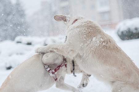 狗在雪地上玩