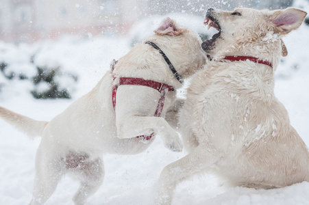 狗在雪地上玩