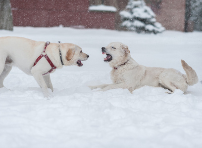 狗在雪地上玩