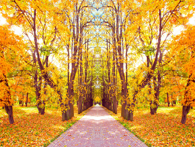 在秋季金黄果园美丽递减巷
