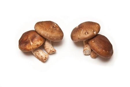 棕色山毛榉蘑菇