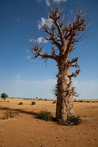 在塞内加尔，非洲孤独猴面包树