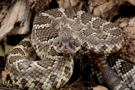 南太平洋响尾蛇CrotalusVirid is Helleri。