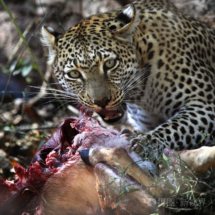 豹动物金钱豹博茨瓦纳
