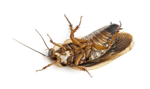 蟑螂躺在白色背景的背上