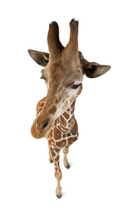 索马里长颈鹿，俗称网眼的长颈鹿 生长图案网脉 2 岁和半岁站在白色背景的高角度视图