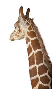 索马里长颈鹿，俗称网眼的长颈鹿 生长图案网脉 2 岁和半岁关闭和白色背景