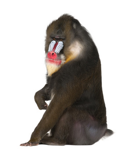 mandrill 坐，魈，22 岁，白色背景的旧世界猴家庭的灵长类动物