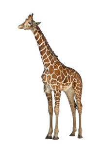 索马里长颈鹿，俗称网眼的长颈鹿 生长图案网脉 2 岁和半岁站在白色背景