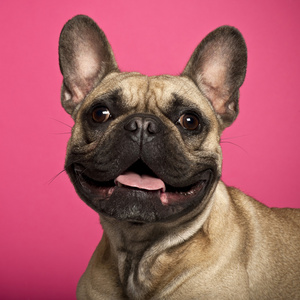 法国斗牛犬，18 个月大的粉红色背景
