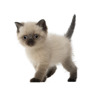 英国短毛猫小猫，5 周老，白色背景的肖像