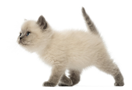 英国短毛猫小猫走，9 周老，白色背景