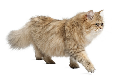 英国短毛猫，4 个月大的白色背景下行走