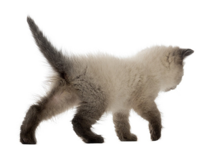 英国短毛猫小猫走，5 周老，白色背景