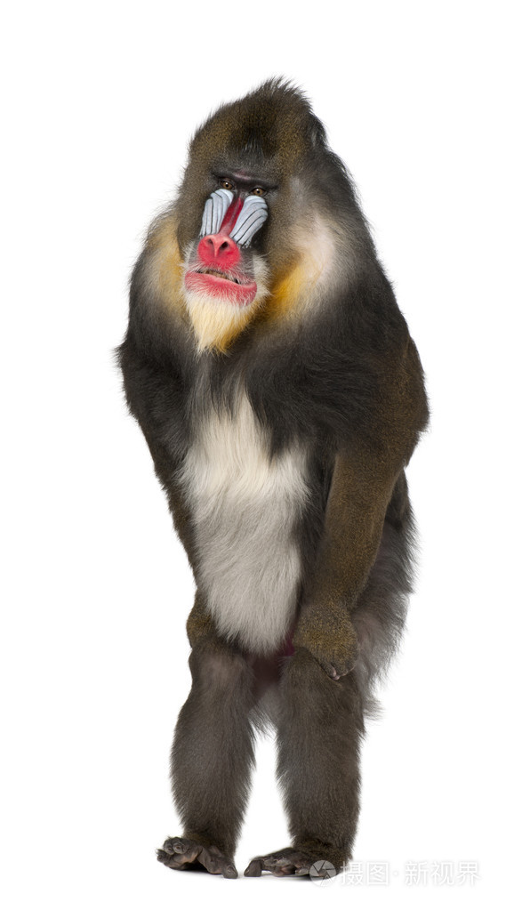 mandrill 站,魈,22 岁,白色背景的旧世界猴家庭的灵长类动物