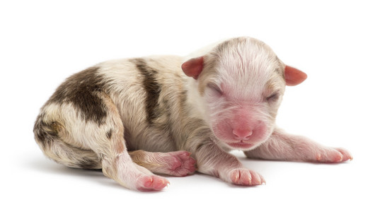 澳大利亚牧羊犬幼犬，1 天老，躺在白色背景