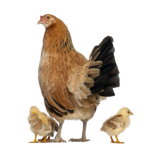 母鸡与小鸡图片