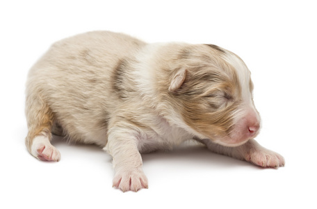 澳大利亚牧羊犬幼犬，10 天之久，躺在白色背景