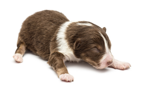 澳大利亚牧羊犬幼犬，10 天之久，躺在白色背景