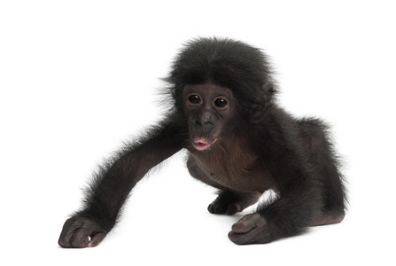 孩子矮黑猩猩，泛 paniscus，4 个月大的白色 b 反对走
