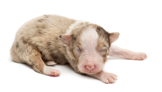 澳大利亚牧羊犬幼犬，10 天之久，躺在白色背景