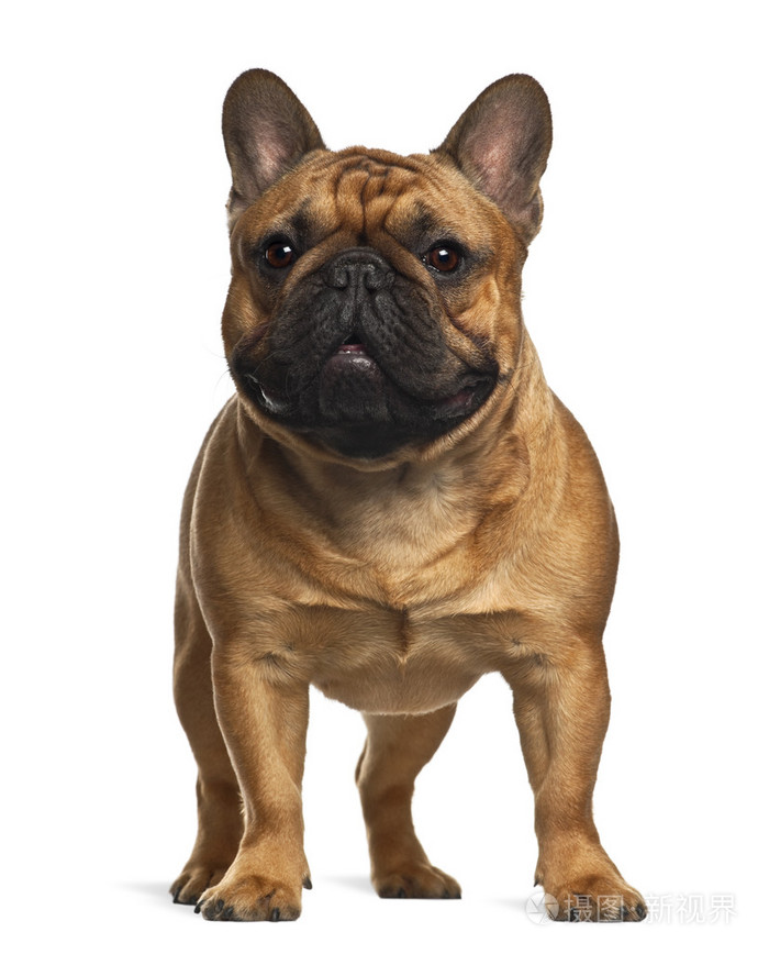 法国斗牛犬小狗4个月大站在白色背景