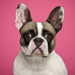 法国斗牛犬，2 岁，粉红色背景