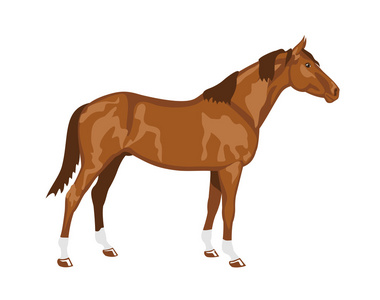 donskaya 品种的马
