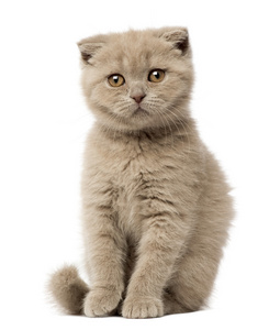 苏格兰折耳猫小猫坐，9 周老，白色背景的肖像