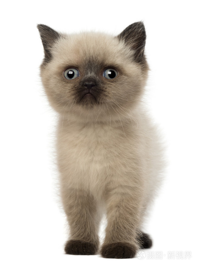 英国短毛猫小猫,5 周老,白色背景的肖像照片-正版商用图片1b22de-摄图