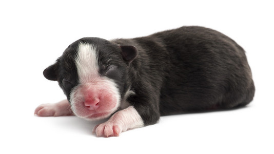 澳大利亚牧羊犬幼犬，1 天老，躺在白色背景