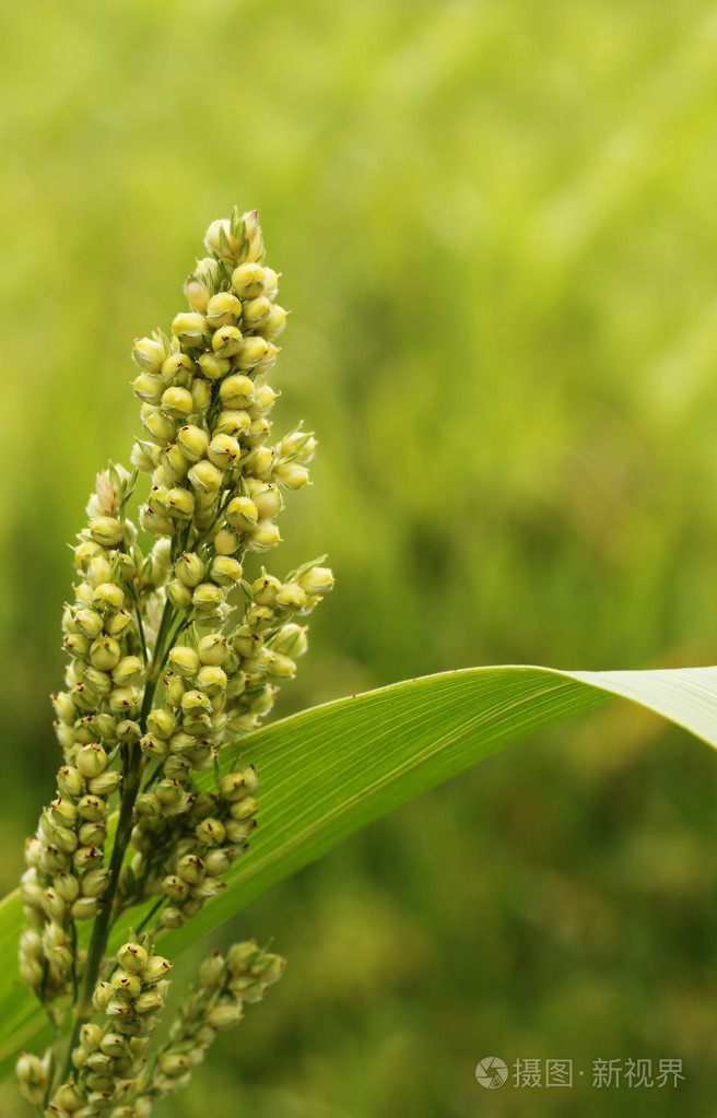 耳朵的高粱谷子作物成熟收获的特写