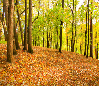 美丽的秋季森林