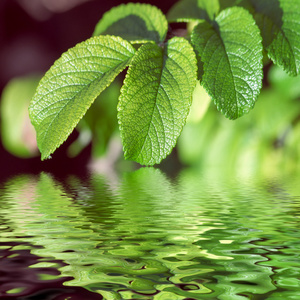 绿色的树叶，反映在水中