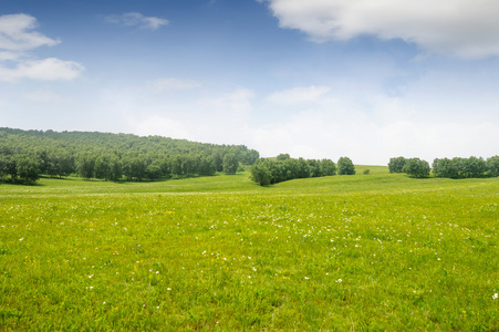 在草地上树图片