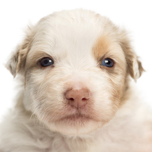 澳大利亚牧羊犬幼犬 22 天老，白色背景画像的特写