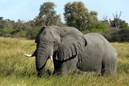 大象萨武蒂博茨瓦纳