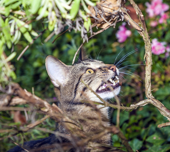 猫狩猎在花园里