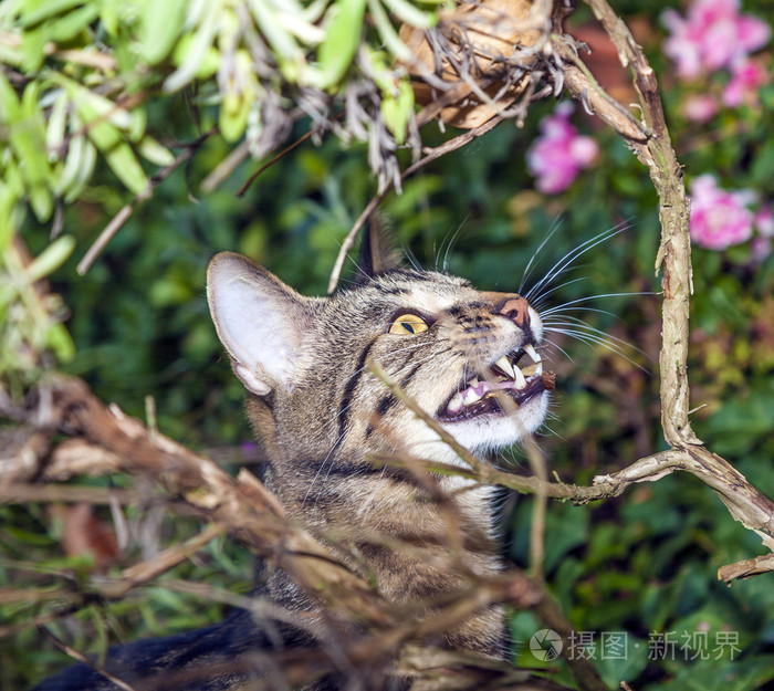 猫狩猎在花园里
