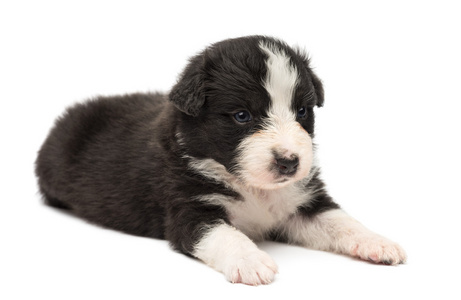 澳大利亚牧羊犬幼犬图片