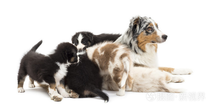 澳大利亚牧羊犬幼犬 6 个星期老了 玩玩他们的妈妈白色背景照片 正版商用图片1b28kg 摄图新视界 澳大利亚牧羊犬幼犬 6 个星期老了 玩玩他们的妈妈白色背景照片 正版商用图片1b28kg 摄图新视界
