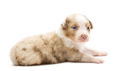 澳大利亚牧羊犬幼犬，22 天老，说谎和东张西望白色背景