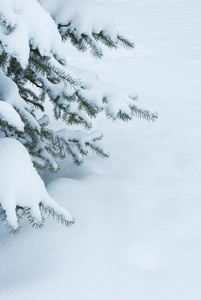 大雪覆盖的蓝色云杉分支机构