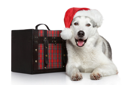 快乐的爱斯基摩狗在红色的圣诞帽