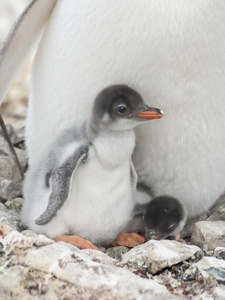 gentoo 企鹅幼雏在巢