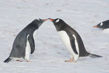 青年和成人的 gentoo 企鹅