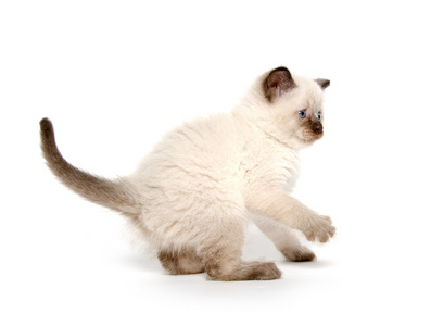 在白色可爱小猫图片