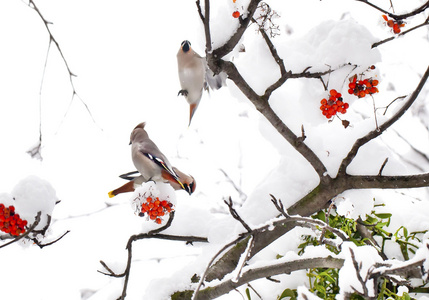 三个 waxwings ashberry 树分支在冬季上